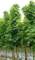 acer_platanoides_columnaris_2