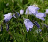 campanula_cochlearifolia_advence_blue_1