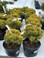 Сосна горная Carstens Wintergold