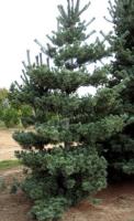 pinus_parviflora_tempelhof_1