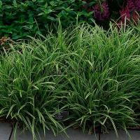carex_morrowii_ice_dance_1