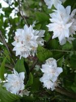 philadelphus_bouquet_blanc