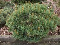 pinus_pumila_compacta