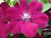 clematis_rouge_cardinal_2