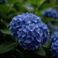 Гортензия крупнолистная Forever & Ever Blue  - фото саженцы, для посадки 