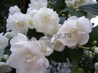 philadelphus_natchez_2