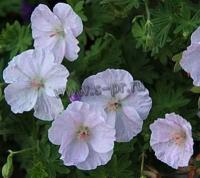 geranium_sanguineum_apfelblute