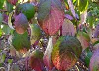 cornus_alba_siberian_pearls_1