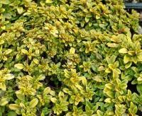 thymus_citriodorus_bertram_anderson
