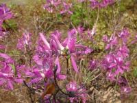 rhododendroncanadense