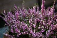 calluna_vulgaris_1