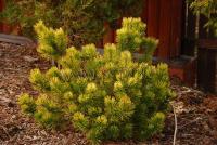 pinus_mugo_zundert