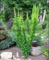berberis_thunbergii_erecta_1