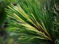 pinus_peuce_aureovariegata_1