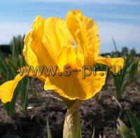 irispumilaorangecaper