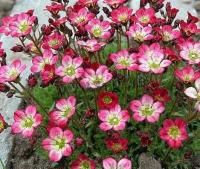 saxifraga_arendsii_peter_pen