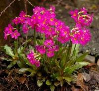 primula_rosea