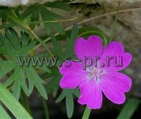 geraniumsanguineum1