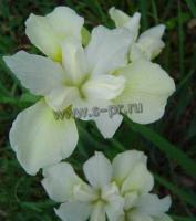 iris_sibirica_chartreuse_bounty