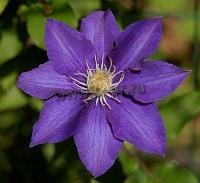 clematis_the_president
