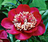 paeonia_lactiflora_charles_burgess