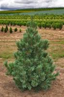 pinus_flexilis_vanderwolf_s_pyramid_2