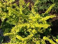 berberis_thunbergii_golden_carpet