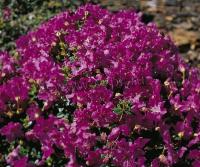 rhododendron_keleticum