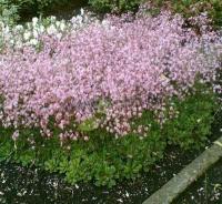saxifraga_urbium_clarence_elliott