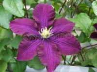 clematis_gipsy_queen_1