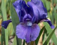 iris_pumila_little_satire