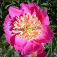 paeonia_lactiflora_largo