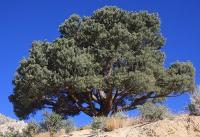 pinus_monophylla