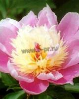 paeonia_lactiflora_lian_tai_zi
