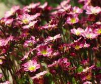 saxifraga_arendsii_pixie