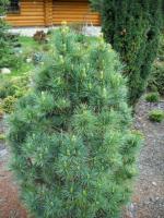 pinus_cembra_horstmann