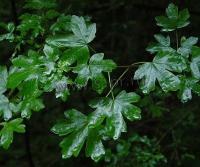 acer_campestre