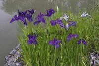 iris_kaempferi_1