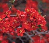 chaenomeles_japonica_crimson_and_gold_2