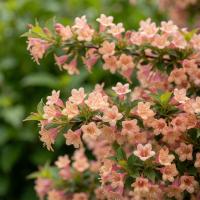 Вейгела All Summer Peach  - фото саженцы, для посадки 