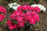 rhododendron_yakusimanum_astrid_2
