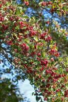crataegus_persimilis_splendens_2