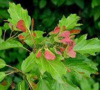 acer_tataricum