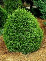 picea_abies_ohlendorffii_1