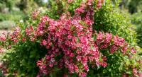 Вейгела цветущая Picobella Rosa  - фото саженцы, для посадки 