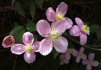 clematis_montana_pink_perfection
