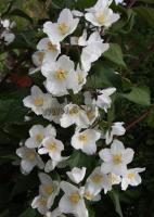 philadelphus_starbright