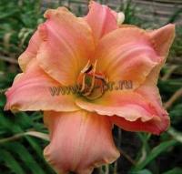hemerocallis_think_pink