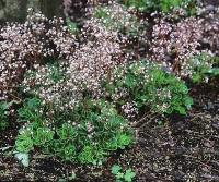 saxifraga_urbium