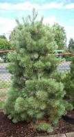 pinus_monticola_ammerland_1